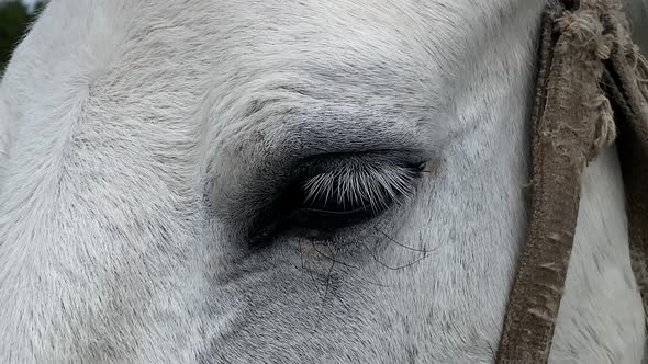 White horse blinks closing eyes from annoying flies. Extreme close view