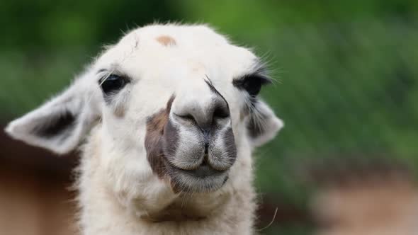 Close Up of the Head of an Alpaca Standing Against the Backdrop of the Peruvian Andes alt