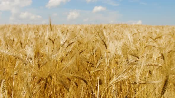 Wheat Field with Blue Sky, Natural Ecological Food. Wheat Ears Field Before Harvest alt