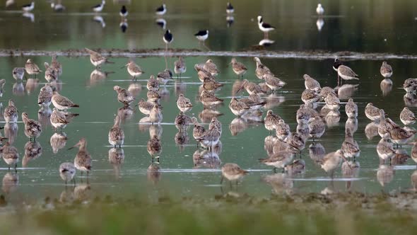 Bar tailed godwit flock feeding in New Zealand estuary pond during migration alt
