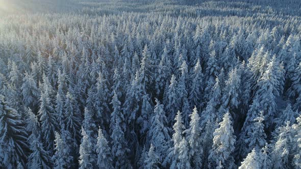 Snow Covered Spruce Forest