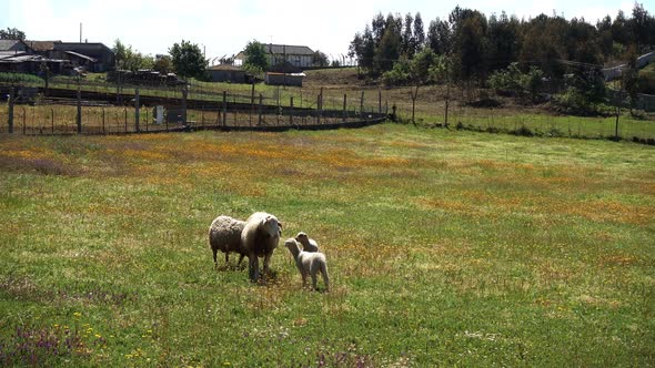 Sheeps Grazing in the Field alt