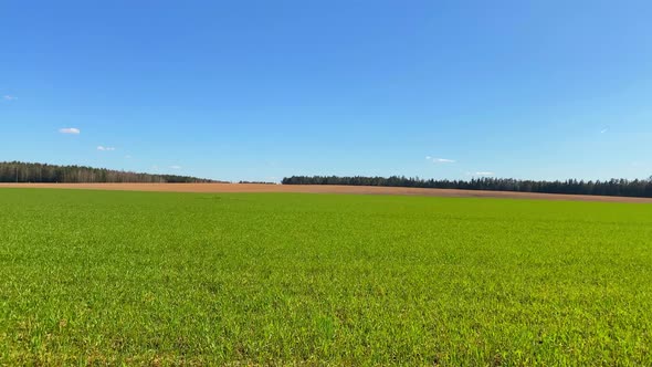 Field with green spring plants alt