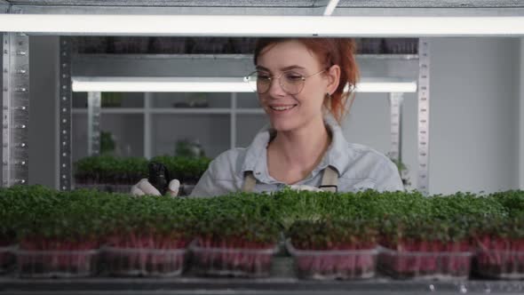 Home Business Charming Farmer Grows Organic Plants From Seed and Spray Micro Green in Containers in alt