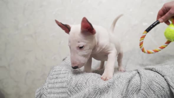 Cute Mini Bull Terrier Puppy Playing with Toy on a Gray Blanket alt