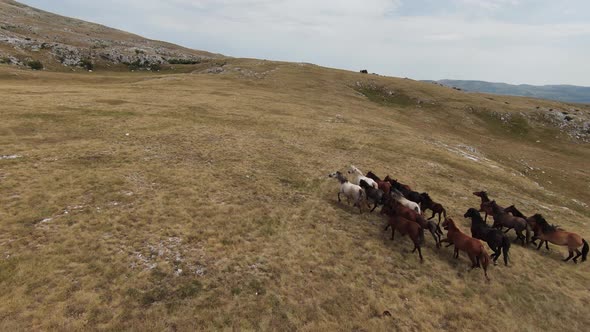 Aerial Fpv Drone Shot of a Herd of Wild Horses Running on a Green Spring Field at the Sunset alt