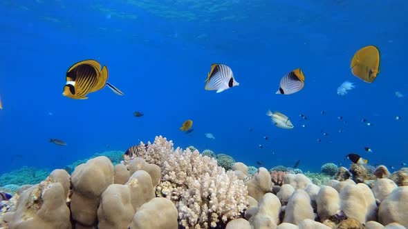 Underwater World alt