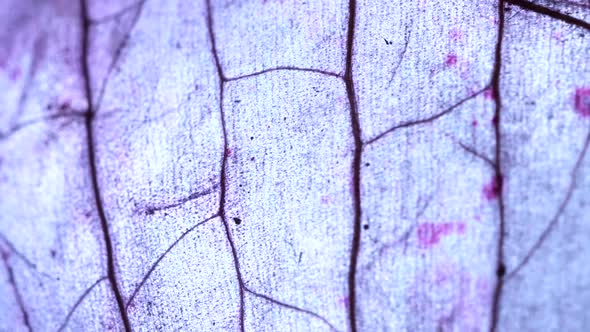 Tissue Microscopic Test