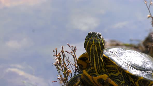 Turtles in Lake Water 4