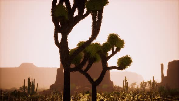 Sunlight Ray Shooting Across the Desert Sky at Sunset alt