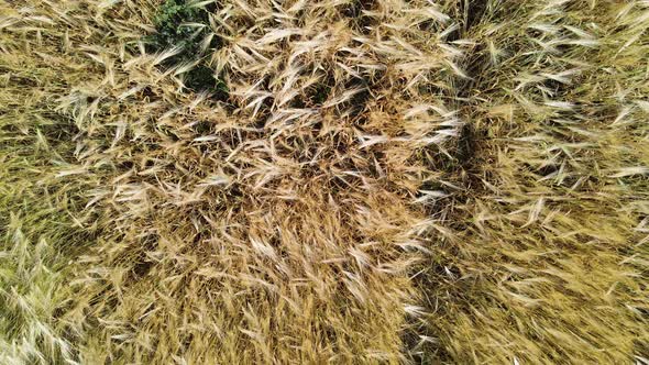 Wheat Field Ears of Wheat Swaying From a Light Wind