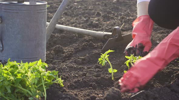 Planting Vegetable Seedlings In The Garden 5 alt