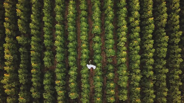 Aerial Flight Over the Field of Sunflowers and Guy Walks in a Field of Sunflowers Summer Cloudy alt