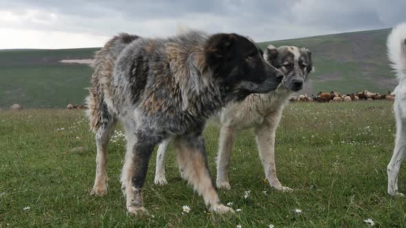a Group of Large Dogs Helping to Graze a Herd of Sheep and Protect the Herd From the Attack of alt