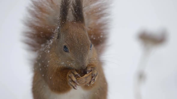 Squirrel Eating a Nut in Winter