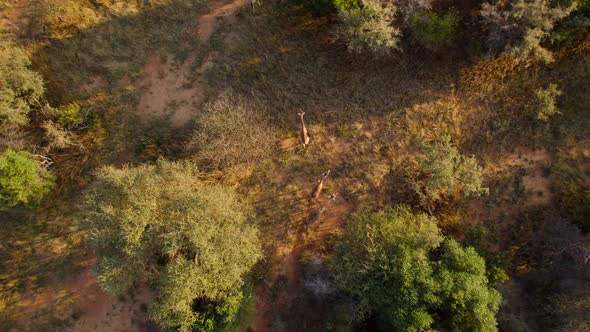 four giraffes walking along a bushy meadow in savannah, at sunset hour. Bird eyes view alt