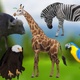 6 Animals Idle Pack - 4K - VideoHive Item for Sale