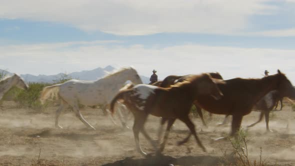 Cowboys and horses