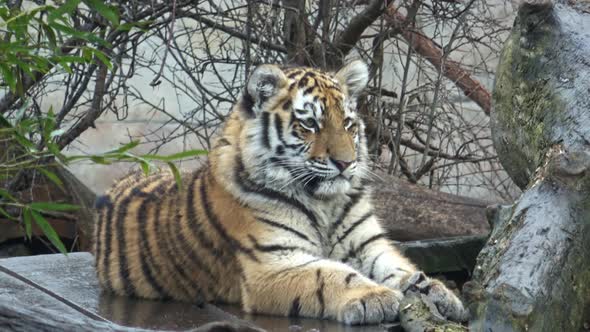 Young siberian tiger cub sitting 