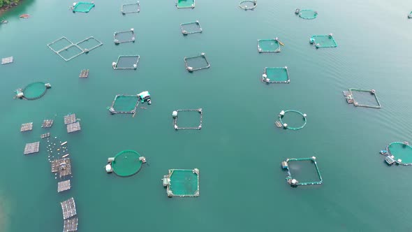 Fish Farm with Cages for Fish and Shrimp, Top View. Fish Cage for Tilapia, Milkfish Farming alt