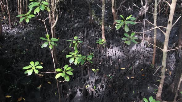 Mangroves in Rainforest Zanzibar Tangled Trees Roots in Mud of Swampy Forest alt