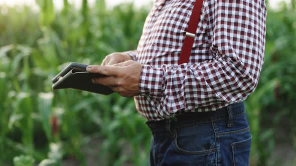 Senior Man Farmer With Digital Tablet Working in Field Smart Farm in a Field With Corn