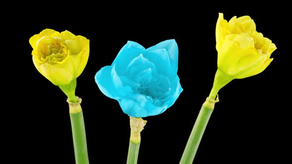 Bouquet of Yellow and Blue Daffodils alt