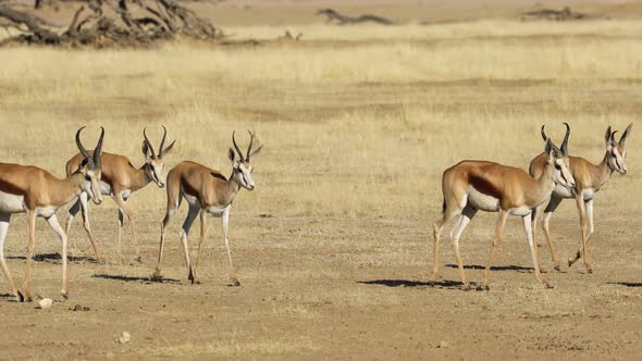 Springbok Antelopes Walking In Line - Kalahari Desert alt