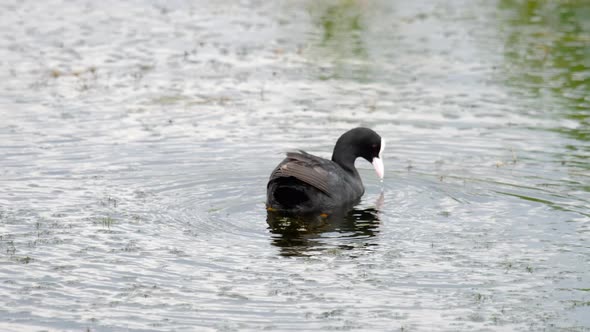 Eurasian Coot Is Swiming on a Pond alt