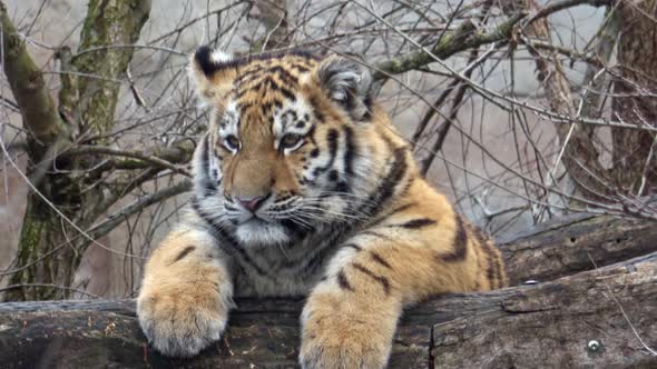 Young siberian tiger cub sitting 