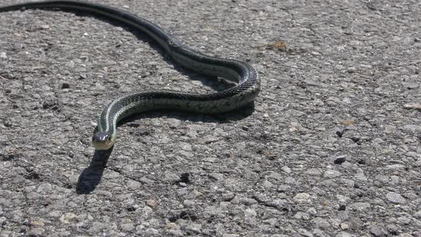 Menacing snake crawling towards you on concrete in slowmotion. alt