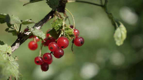 Deciduous shrub of tasty  redcurrant red berries shallow DOF 4K 2160p 30fps UltraHD footage - Health alt