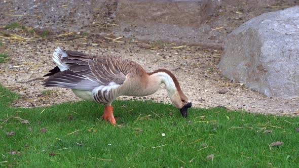 Goose and goat grazing together on grass and looking for food during daytime. Close up shot. alt