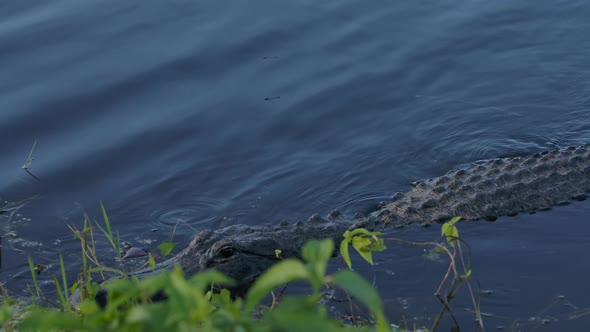 american alligator glides into swamp's edge looking for prey alt