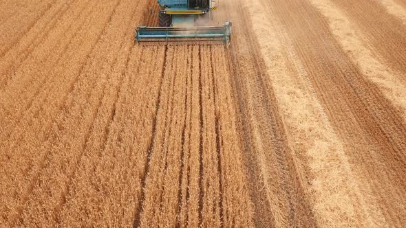 Combine Harvester Harvesting Rye