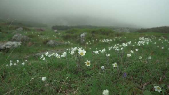 white Pulsatilla flowers shacking from wind in slow motion in moutanis alt