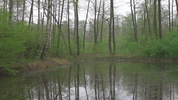 Forest and Pond 
