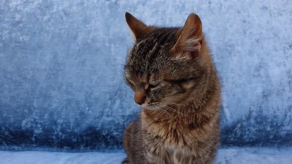 Close up portrait of an adorable little striped grey kitten