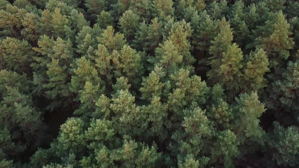 Aerial View. Flying over the beautiful green forest in a rural landscape. Top view of trees in fores