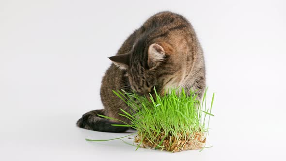 Tabby Cat Eats Green Oat Grass Sprouts on White Background