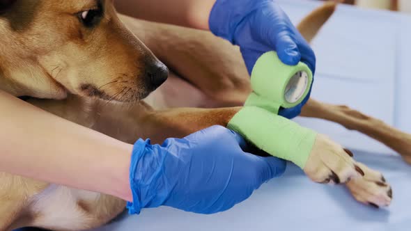 Female Veterinarian Wraps a Bandage Around the Damaged Paw in Clinic Health Care alt
