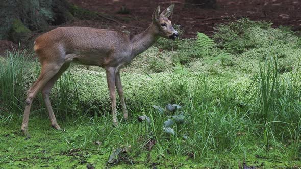 Roe deer in forest, Capreolus capreolus. Wild roe deer in nature.