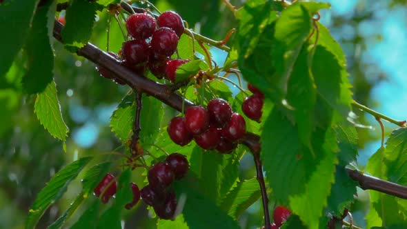 Heavy Summer Rain is Falling on the Red Cherries on the Tree Branch alt