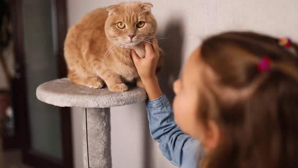 Smiling Little Girl Strokes Her Ginger Cat While He Sitting on Scratching in Living Room