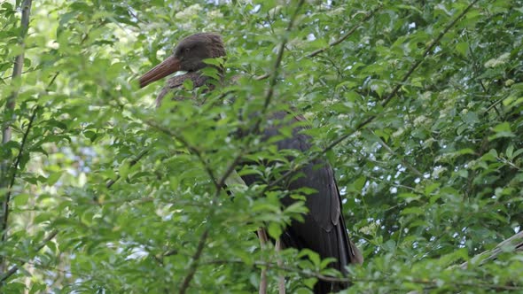 Black stork sitting in the branches of a