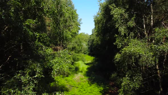 Shot of empty space between dense green forest trees on summer forest in norfolk, UK at daytime. alt