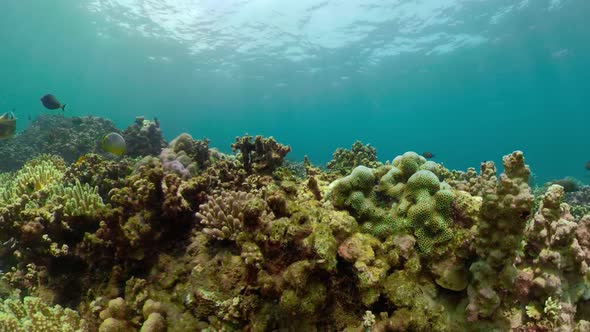 Coral Reef and Tropical Fish alt