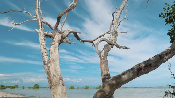 Gimbal Steadicam Shot of a Dry Dead Tree with Abstract Branches Against a Blue Sky alt
