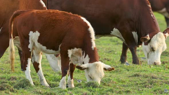 Cows graze in the meadow and eat grass.