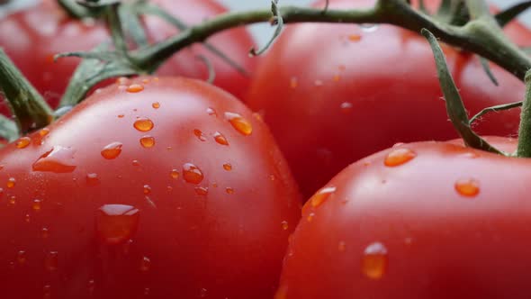 Fresh Solanum lycopersicum  plant on vines under drops of water tilting 4K 2160p 30 fps UHD footage  alt